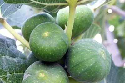 Как вырастить смоковницу коричневую индейку