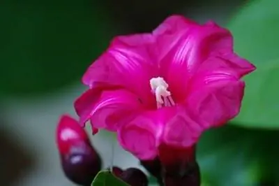 Как мне ухаживать за растением дипладения?