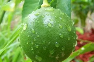 Как вырастить лайм во Флориде