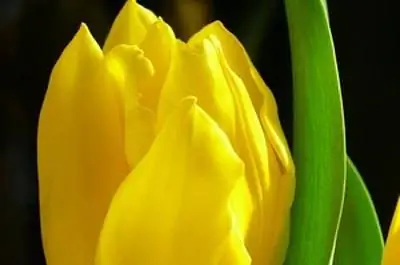 Список однодольных цветов