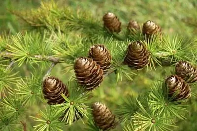 Как поливать ели