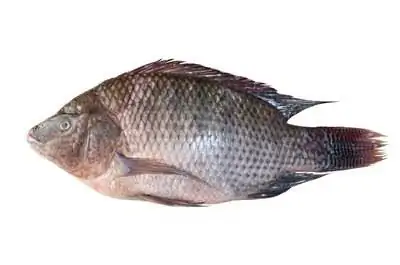 Как построить пруд с тилапией на заднем дворе