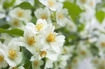 белые цветы жасмина