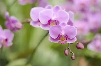 Розовый цветок орхидеи (Warin Falanenopsis)