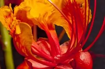 Цветок мексиканской райской птицы (Caesalpinia pulcherrima)
