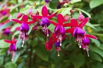 Фуксия. Onagraceae Salvia splendens Алый шалфей.