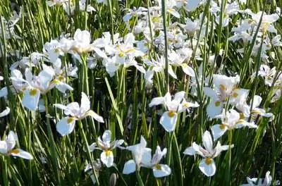 Значение цветка имбиря