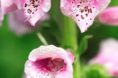 Цветы, которые растут во Флориде