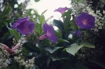 Утренняя слава