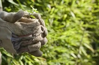 Руки держат растение базилика