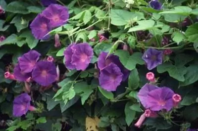 Примеры однолетних растений