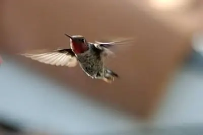 Фрукты и цветы тропиков в Тринидаде