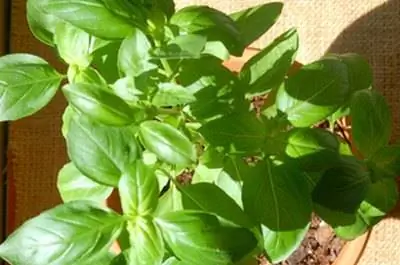 Как прищипнуть базилик?