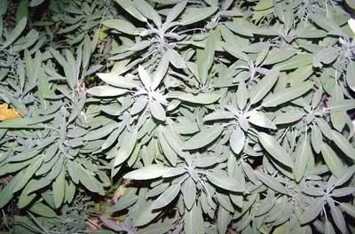 Как вырастить белый шалфей из семян