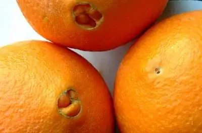 Как ухаживать за пупковым апельсиновым деревом во Флориде