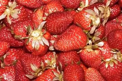 Самые вкусные растения клубники