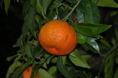 Как привить дерево Сацума