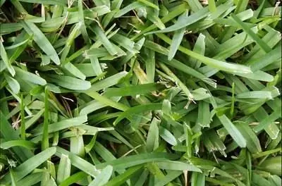 Как подготовить почву для укладки дерна Floratam в Центральной Флориде