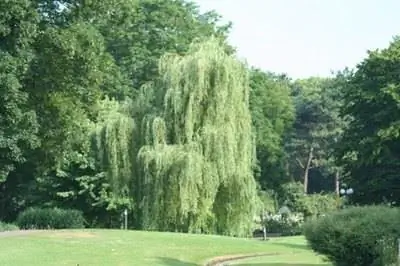 Болезни плакучей ивы & Симптомы