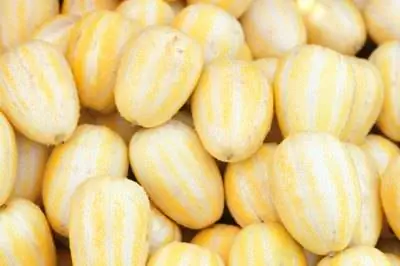 Как вырастить корейские дыни