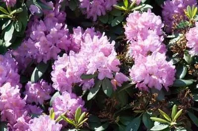 Какие цветы цветут в феврале?