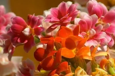 Болезни каланхоэ