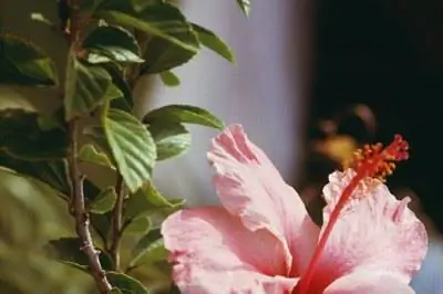 Как размножается гибискус?