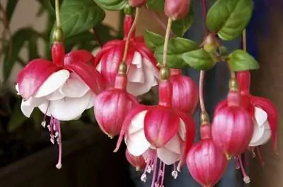 Когда обрезать фуксию