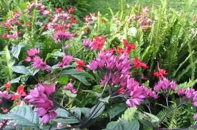 Факты о цветах Авроры