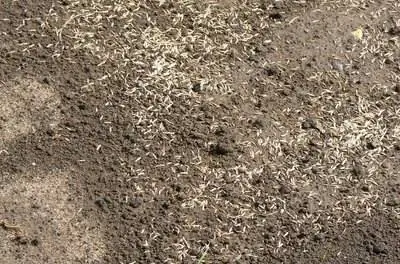 Как посадить траву после удаления ели