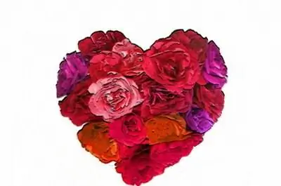 Ranunculus Asiaticus Вредители & Болезни