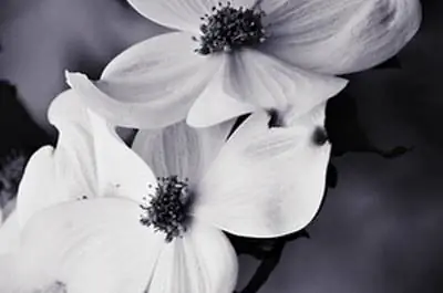 Уход за плакучим кизилом