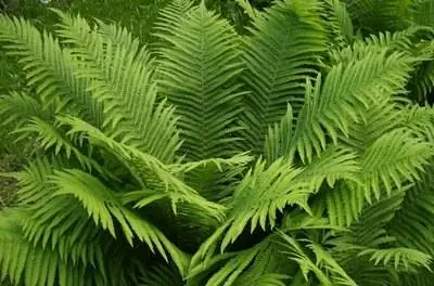 Уход за папоротниками из девичьих волос