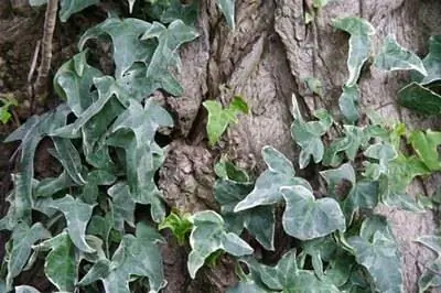 Корневая система английского плюща