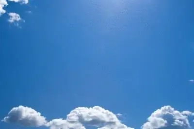 Могут ли растения жить без солнечного света?