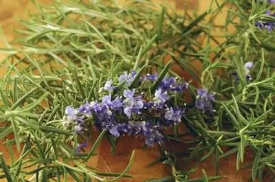 Как вырастить свежие травы в зоне 9