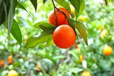 Декоративное апельсиновое дерево