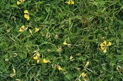 Как пересадить почвопокровные растения