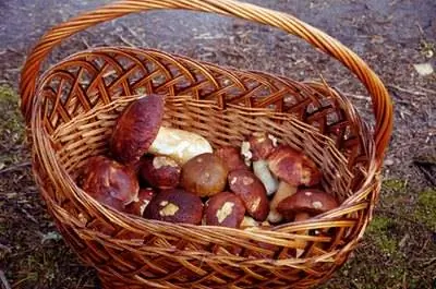 Как вырастить грибы кримини