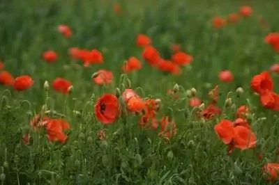 Стадии роста Papaver Somniferum