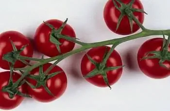 Спелые помидоры на лозе