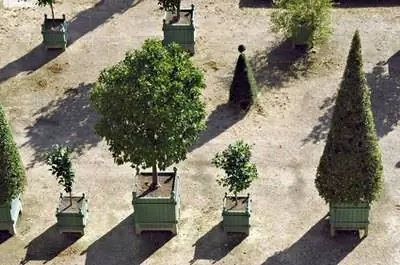 Вредители лаврового дерева & Болезни