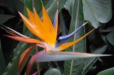 Проблемы с райской птицей