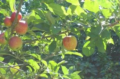 Устойчивые к болезням яблони на Юго-Востоке