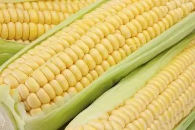 Жизненный цикл растения кукурузы