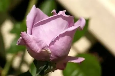 Информация о розах Blue Moon Rose