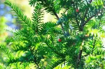 Фон хвойных ветвей с ягодами