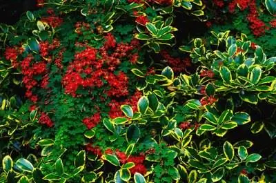 Виды вечнозеленых деревьев с красными ягодами