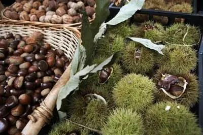 У какого дерева есть зеленые шарики?