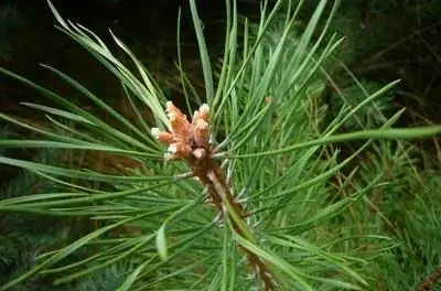 Что происходит, если срезать верхушку сосны?